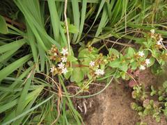 Crassula pellucida brachypetala