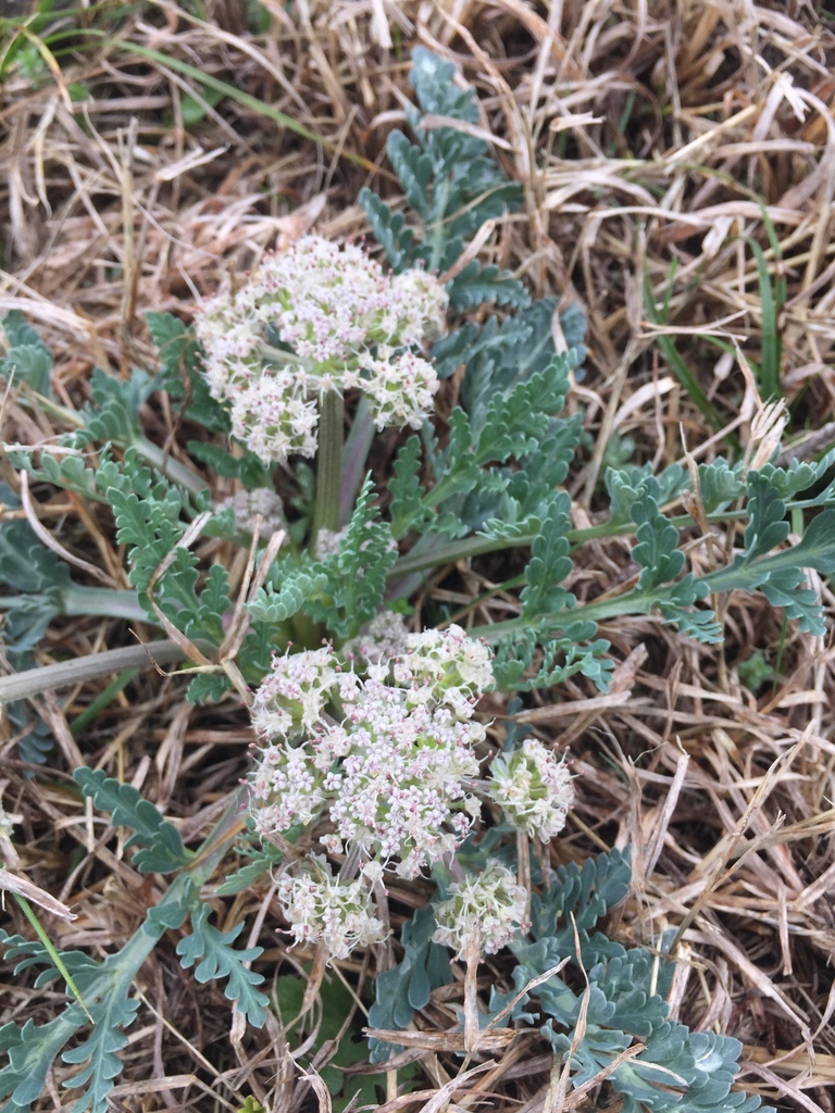 bigroot springparsley