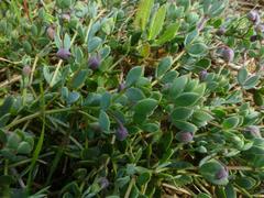 Roepera sessilifolia