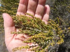 Erica calcicola