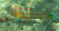 Thalassoma trilobatum