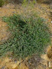 Roepera sessilifolia