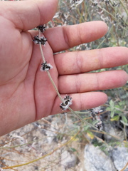 Froelichia xantusii