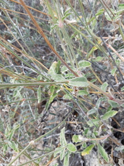 Froelichia xantusii