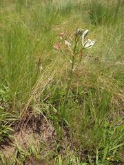Albuca setosa