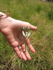 Albuca setosa