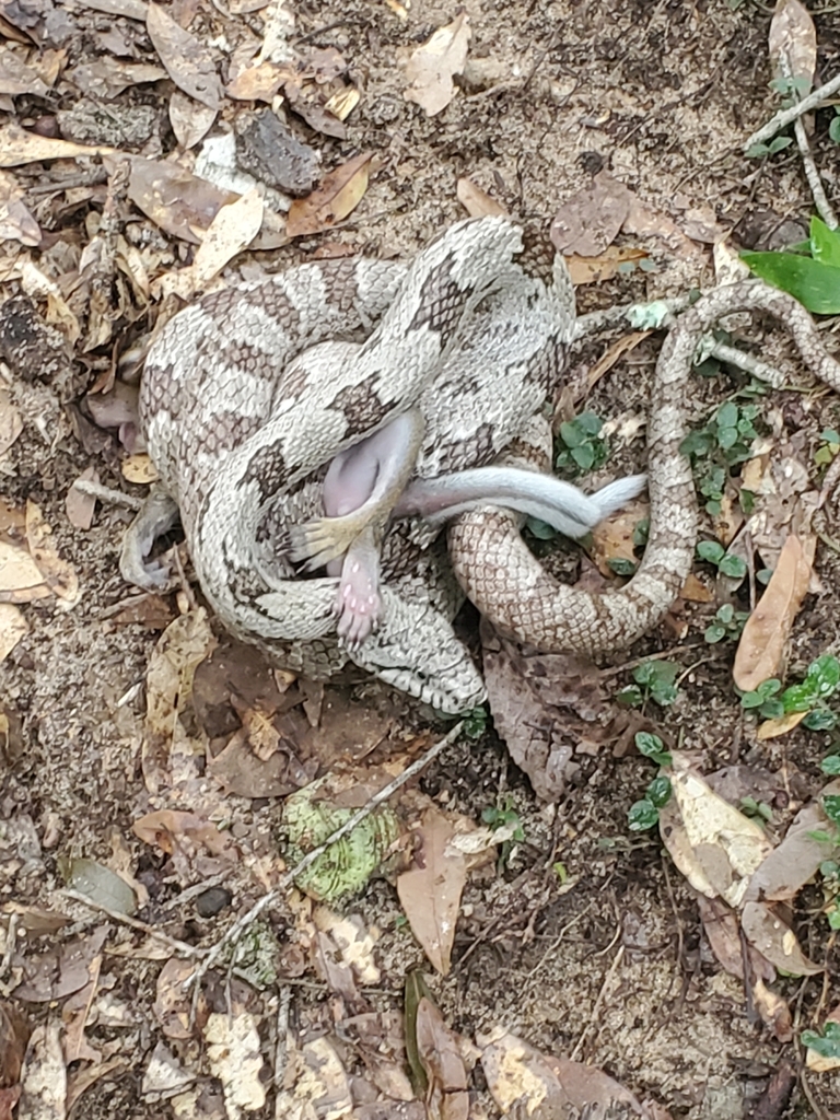 Gray Ratsnake from Quincy, FL 32351, USA on August 16, 2023 at 07:10 PM ...