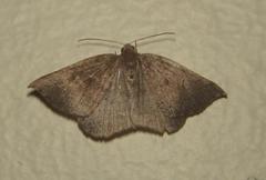 Pareclipsis oxyptera