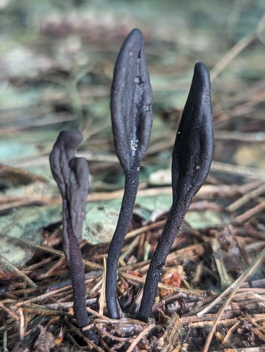 Geoglossum (Photo 7 of 7)