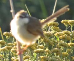 Prinia subflava affinis