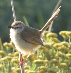 Prinia subflava affinis