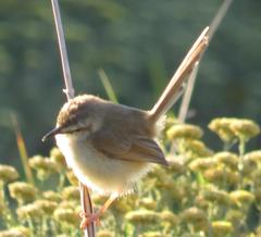 Prinia subflava affinis