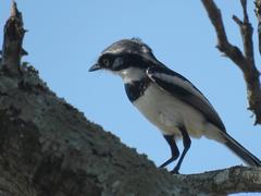 Batis molitor molitor