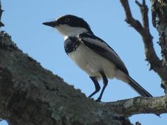 Batis molitor molitor