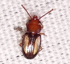 Laemophloeus terminalis
