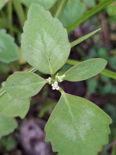 Euphorbia graminea