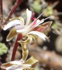 Pelargonium alternans alternans