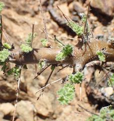 Pelargonium alternans alternans