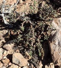 Pelargonium alternans alternans