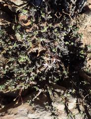 Pelargonium alternans alternans