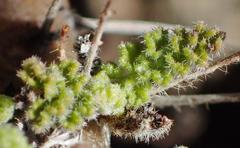 Pelargonium alternans alternans