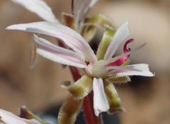 Pelargonium alternans alternans