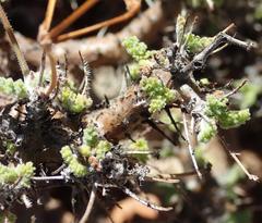Pelargonium alternans alternans