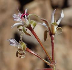 Pelargonium alternans alternans