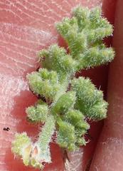 Pelargonium alternans alternans