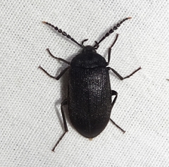 Penthe pimelia