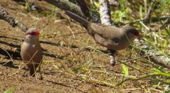 Melinis repens repens