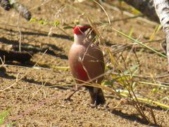 Melinis repens repens