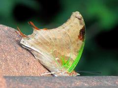 Charaxes candiope