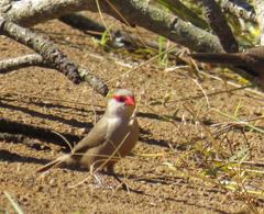 Melinis repens repens