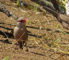 Melinis repens repens