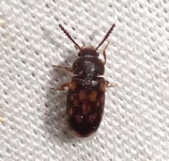 Mycetophagus pluripunctatus