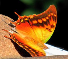 Charaxes candiope