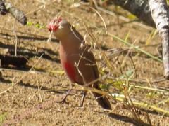 Melinis repens repens