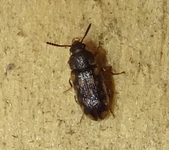Mycetophagus pluripunctatus