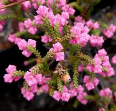 Erica fimbriata