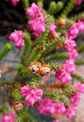 Erica fimbriata
