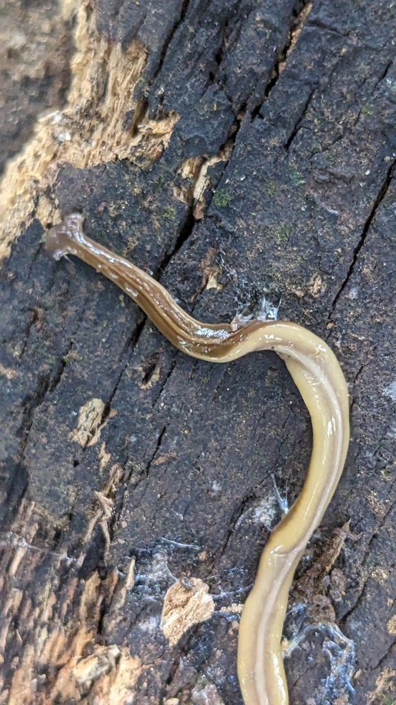 Diversibipalium tripartitum