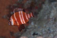 Chrysoblephus gibbiceps