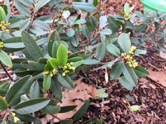 Frangula californica