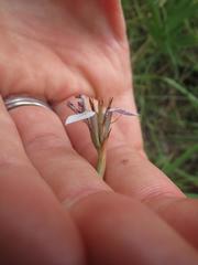 Moraea brevistyla
