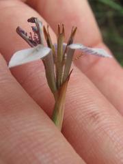 Moraea brevistyla