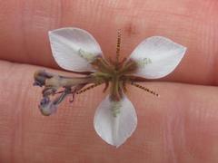 Moraea brevistyla