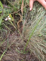 Moraea brevistyla
