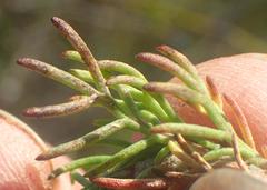 Euryops pinnatipartitus