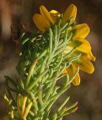 Euryops pinnatipartitus